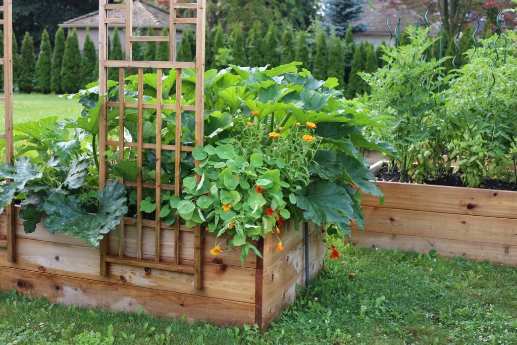 Maximize Space with Raised Garden Beds Maximize Space with Raised Garden Beds